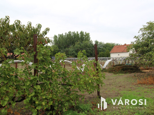 Napfényes mezőgazdasági terület 3000m2-en, Szatymazon eladó