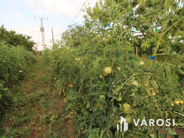 Almáskertekben 4 zárt kert egyben