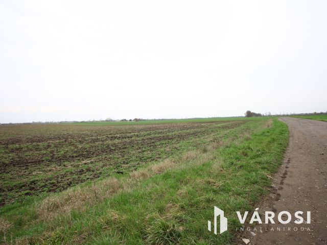 Domaszék határában termelhet