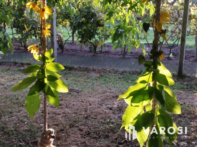 Debrecen-Apafán, Madárdalos Önellátó Kis Birtok Eladó!